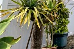 Deliver 2m Dragon Tree from Albany to Remuera