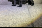 9 week old staffy