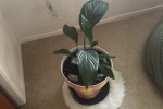 40inch tv, 10 boxes with househould and kitchen items, Light Bean bag,...