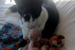 Border Collie 4 years