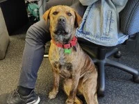 2yr old Medium size dog