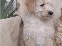 3 months labradoodle puppy