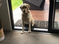 3 year old Labrador