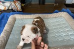 10 week old English Bulldog