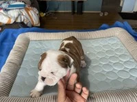 10 week old English Bulldog