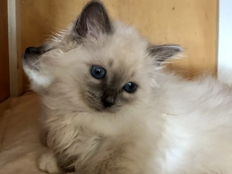 12 week old kitten