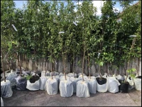 Trees