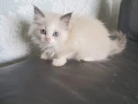 3 month old kitten