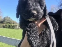 7 week old spoodle puppy