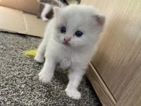 8 weeks old female ragdoll kitten