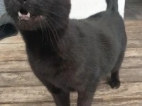 12 year old Male cat