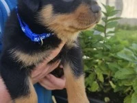 8 week old Rottweiler puppy