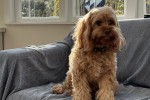 3 year old cavoodle