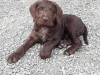 10 week old puppy
