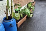 Large Pot plants