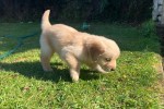 8 week old Golden Retriever Puppy