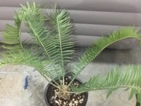 Cycad Plant