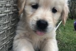 8 week old Golden Retriever Puppy