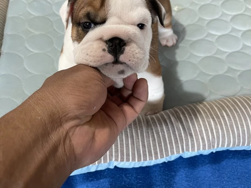 10 week old English Bulldog
