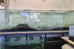 Around 8 Fish Tanks and stands, largest is 2.4 m long, boxes of aquari...