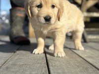 2 month old golden retriever
