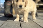 2 month old golden retriever