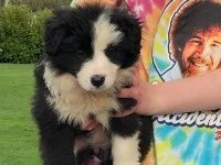 8 week old border collie puppy