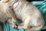 8 week old Golden Retriever Puppy