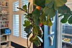 Fiddle Leaf Fig plants x 2