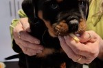 8 weeks old Rotweiller Puppy