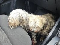 10 and 12 year old small dogs
