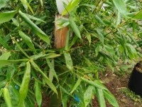 Tall Bamboo plant