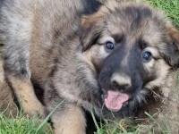 8wks old German shepherd