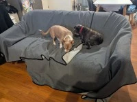 2 bedroom house move