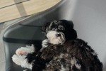 9 month old Tibetan Terrier