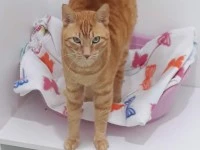 10 year old Ginger Cat