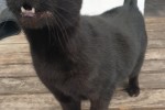 12 year old Male cat
