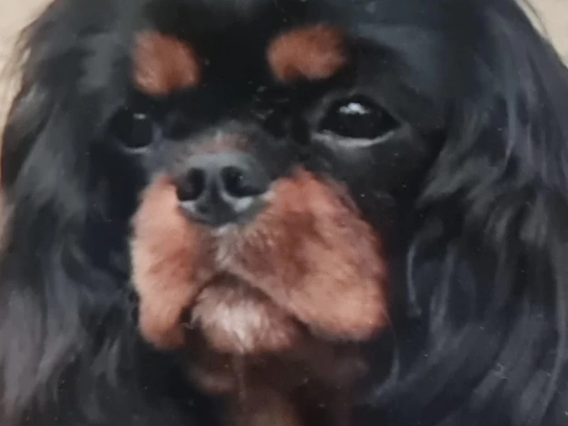 3 year old Cavallier King Charles Spaniel