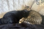 2x domestic cats
