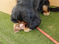 3 year old Cavallier King Charles Spaniel