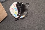 8 year old cat