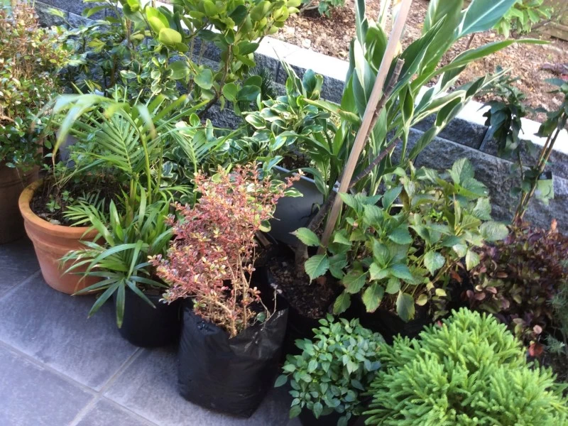 Plants in planter bags and pots