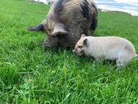 2month old mini kune kune