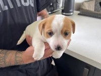 7 weeks old Jack Russell puppy