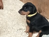 9 weeks old Doberman puppy.