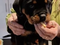 8 weeks old Rotweiller Puppy