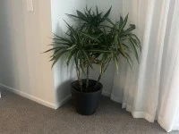 Plant (2), Office Desk, Office Shelves