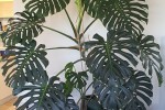 Queen size mattress, plant, monstera 2.3mH x 2mW