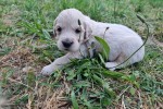 Puppy golden retriever