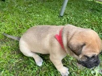 8 week old Bullmastiff